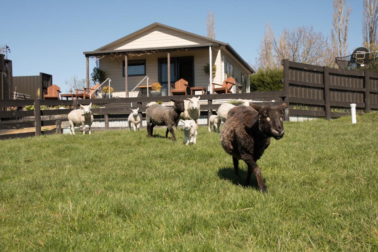 Shearvue Farmstay With Optional Free Farm Experience At 5Pm フェアリー エクステリア 写真