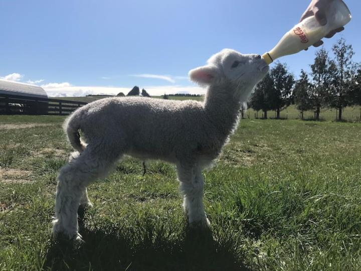 Shearvue Farmstay With Optional Free Farm Experience At 5Pm フェアリー エクステリア 写真