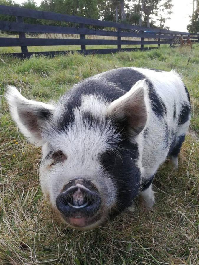 Shearvue Farmstay With Optional Free Farm Experience At 5Pm フェアリー エクステリア 写真